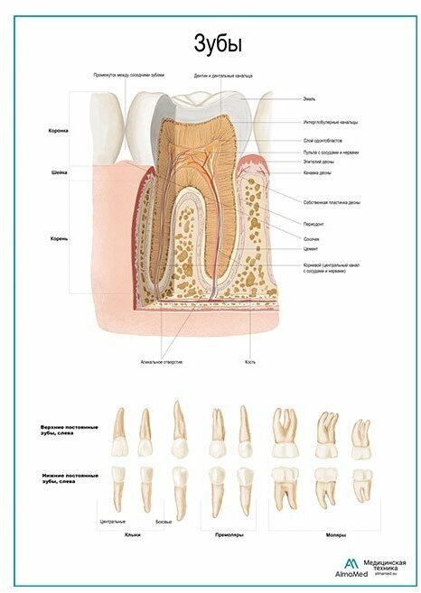 Зуб, строение, виды плакат глянцевый глянцевая фотобумага от 200 г/кв. м, размер A1+
