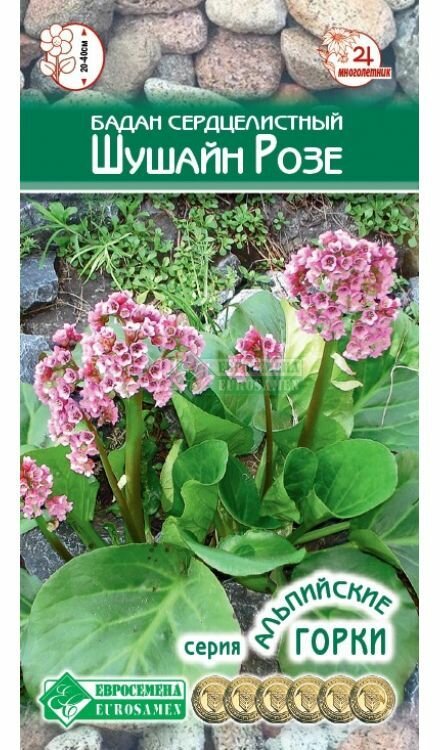 Бадан сердцелистный шушайн розе /5 семен х 1 упаковка/ Евросемена