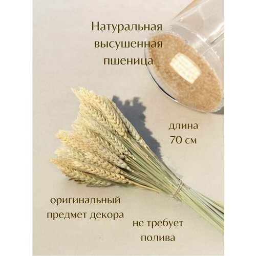 Пшеница настоящая сухая 55 веточек букет для декора