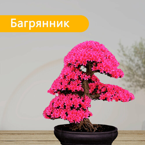 семена багрянник китайский cercis chinensis 15 штук Семена бонсай Экватория Багрянник китайский 10 шт.