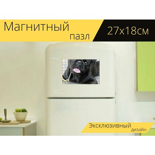 Магнитный пазл Дрессировка собак, черный мопс, собака на холодильник 27 x 18 см. магнитный пазл такса послушный дрессировка собак на холодильник 27 x 18 см