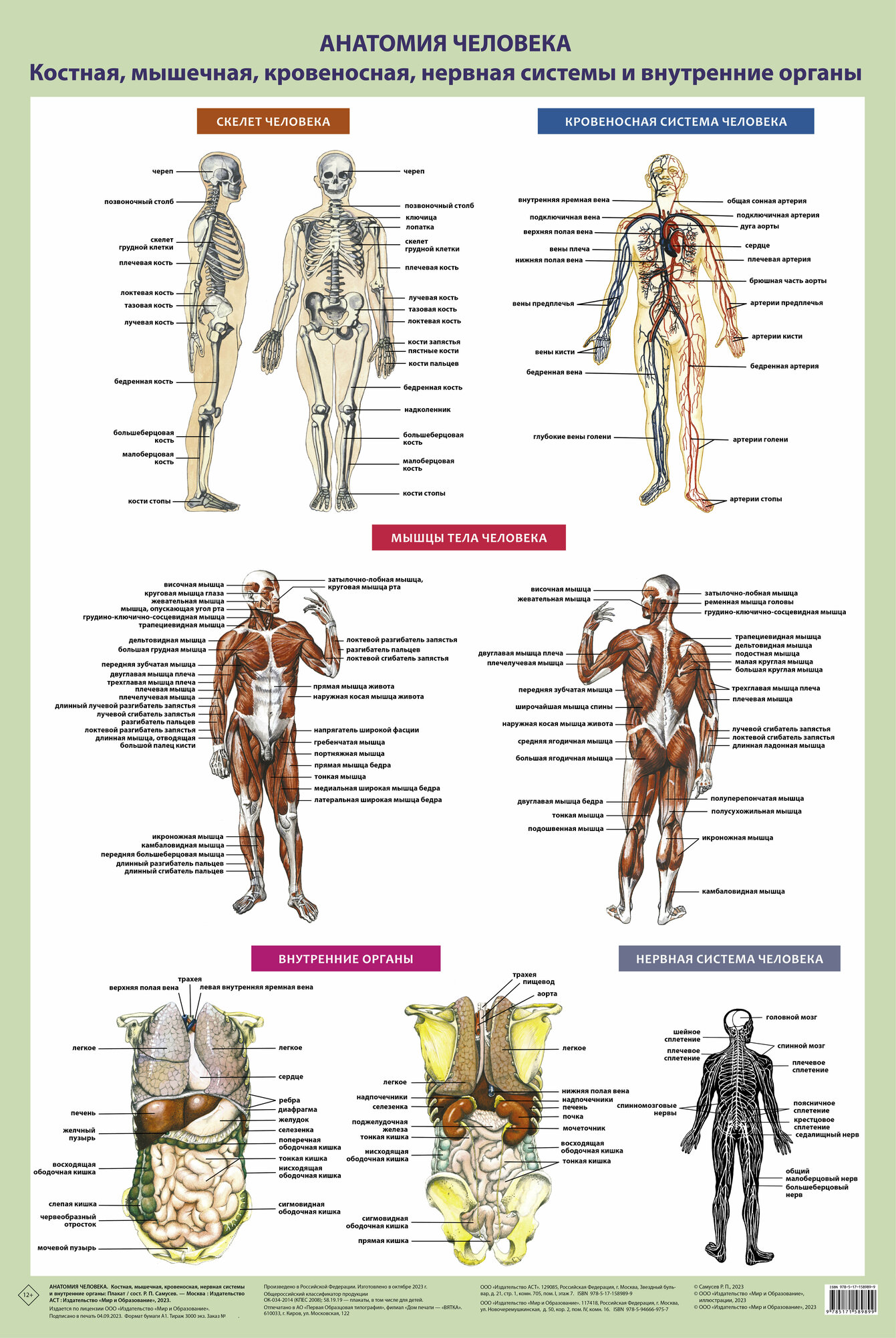 Анатомия человека. Костная, мышечная, кровеносная системы и внутренние органы (в тубусе)Самусев Р. П.
