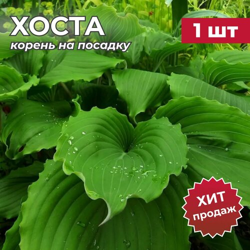 хоста ауреомаргината 1 корневище в горшке р9 darwin plants голландия Хоста, корень/корневище хосты на посадку элизабет 1 шт