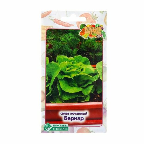 семена салат афицион рз 0 1 гр Семена Салат Бернар, 0,5 гр ( 1 упаковка )