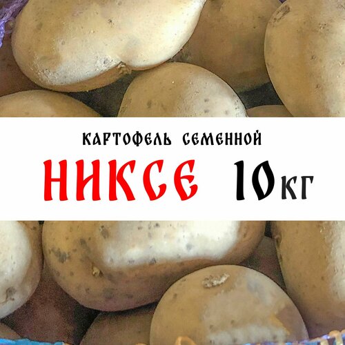 Семенной картофель сорта Никсе 10кг, клубни