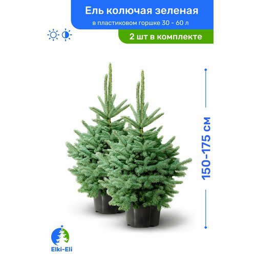 Ель колючая зелёная 150-175 см в пластиковом горшке 30-60 л, саженец, хвойное живое растение. комплект из 2 шт