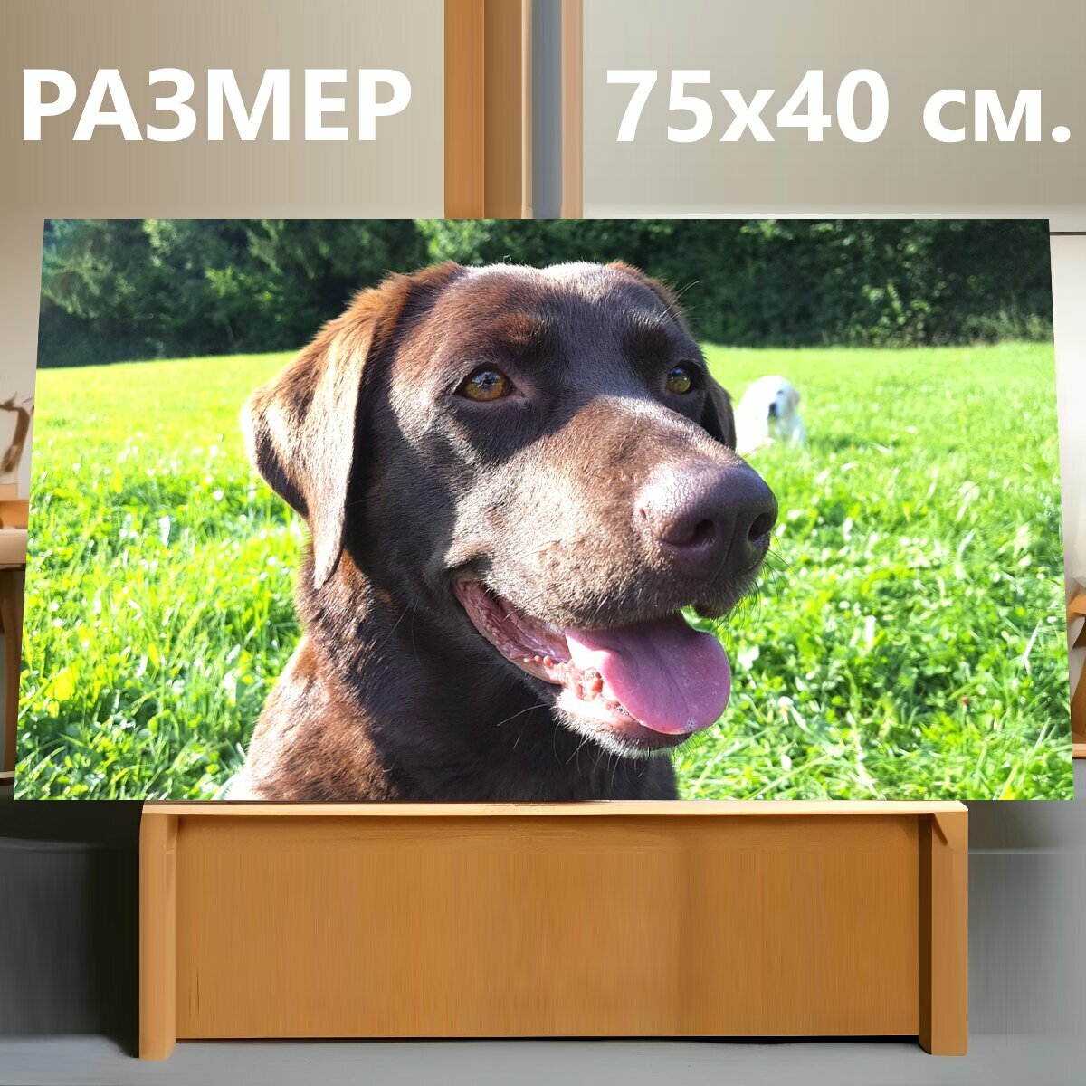 Картина на холсте "Голова собаки лабрадор, лабрадор, собака" на подрамнике 75х40 см. для интерьера