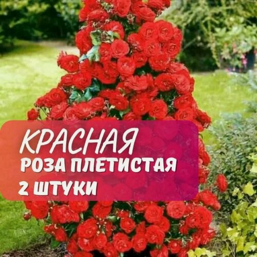 Изображение товара Роза плетистая Красная (Red) / 2 шт, ароматная, для арок, беседок