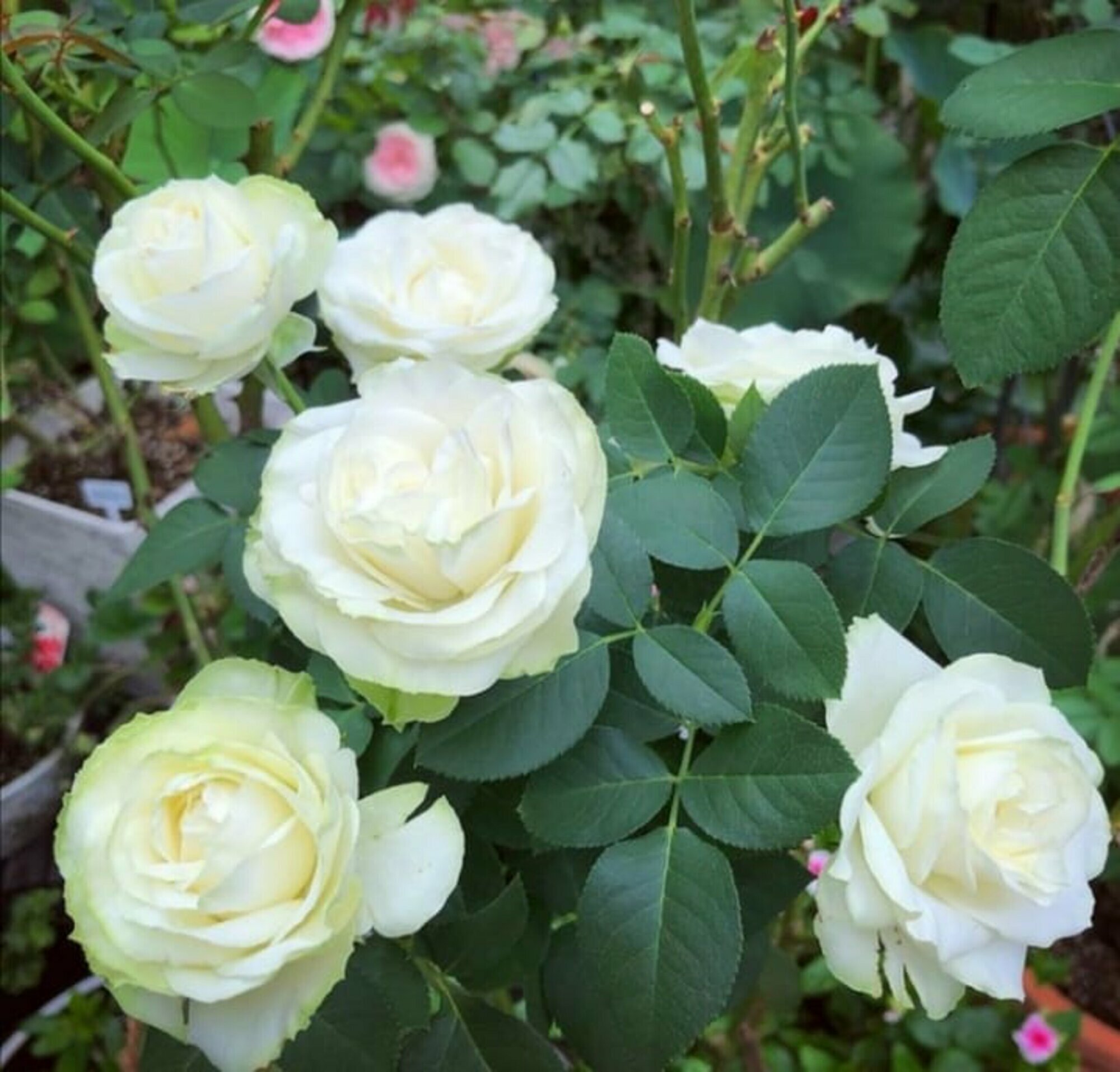 Роза японская Вакана (Wakana) / 1 шт непрерывноцветущий сорт