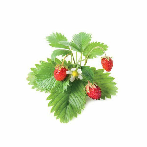 Click And Grow Комплект картриджей Click And Grow Wild Strawberry 3 шт. для умного сада Click And Grow земляника