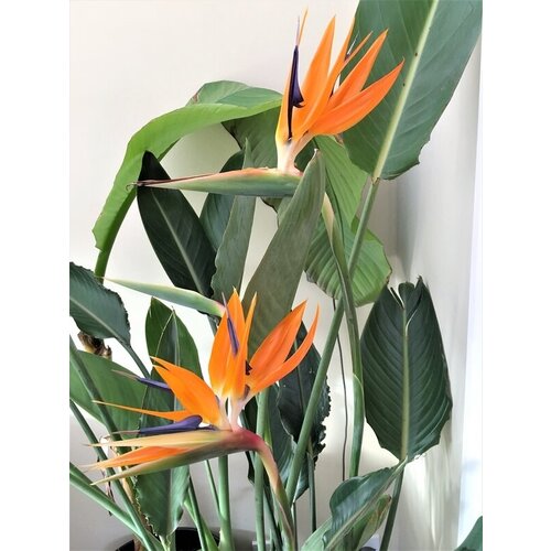 Семена Стрелиция Королевская 5шт. (Райская Птица, strelitzia reginae, Cтрелитция)