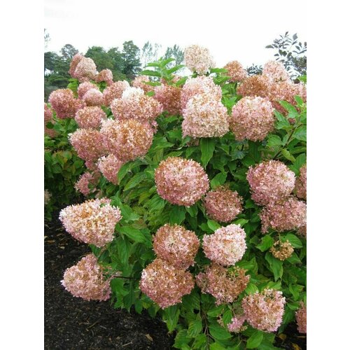 Гортензия метельчатая (Hydrangea Phantom) Фантом, саженцы