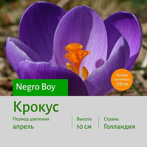 Крокус Негро Бой (Negro Boy) луковицы 20 шт сотка
