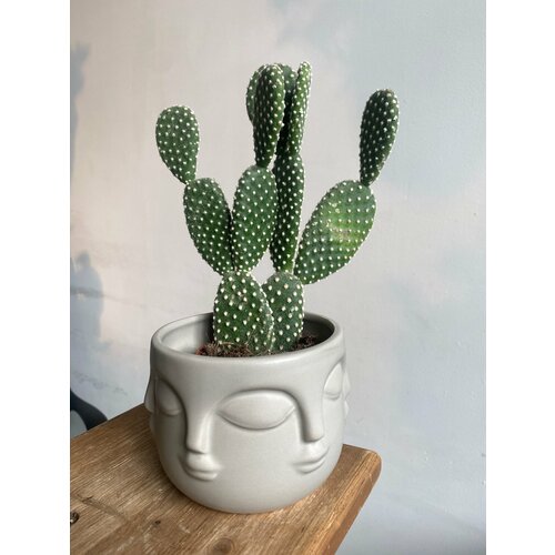 Кактус Опунция в керамическом кашпо Дзен