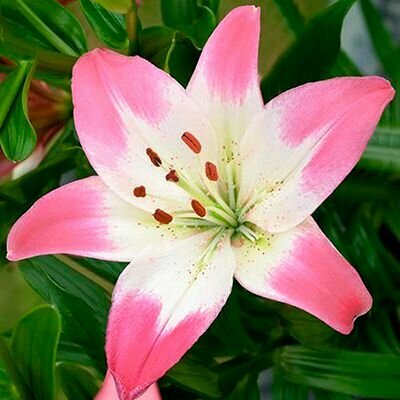 Лилия азиатская Леви 1 шт