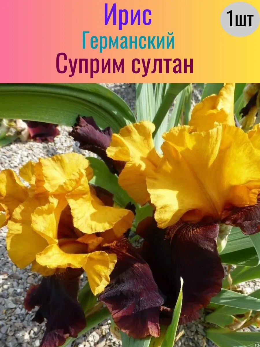 Ирис корневой 1 штука