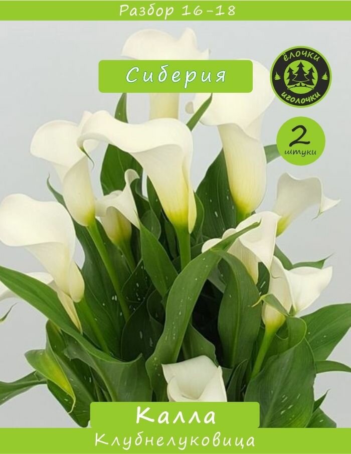 Калла Клубнелуковица Сиберия 2шт. Разбор 16/18