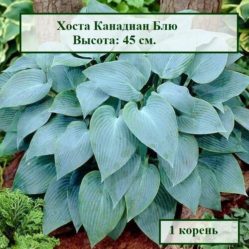 Хоста Канадиан Блю (1 корень.) хоста канадиан блю горшок 1 л