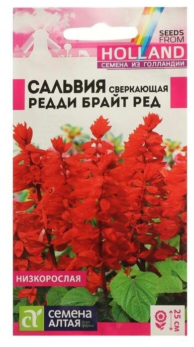 Семена цветов Сальвия 