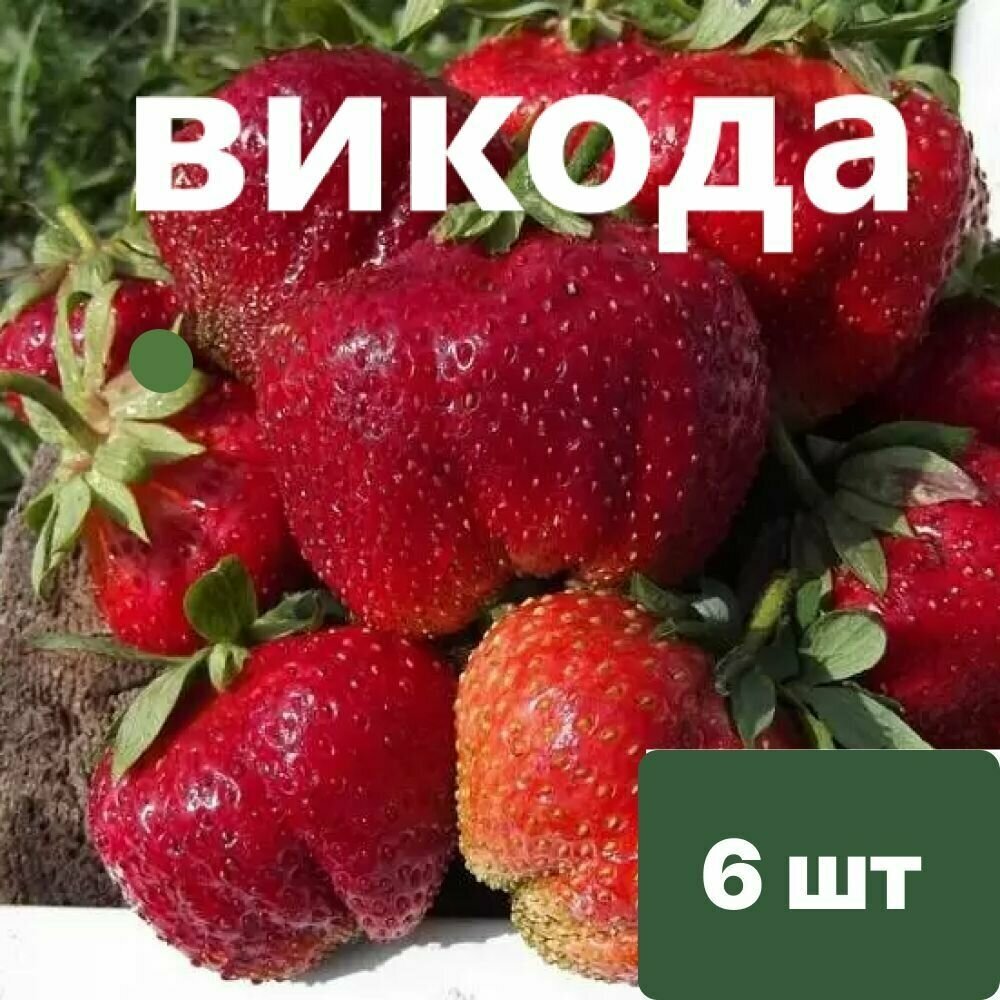 Клубника "Викода" 6 штук саженцев