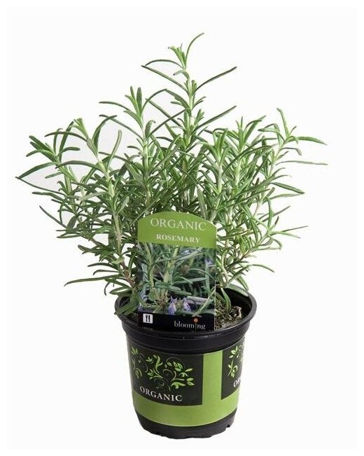 Розмарин лекарственный или Розмарин обыкновенный - Rosmarinus officinalis D12 H20