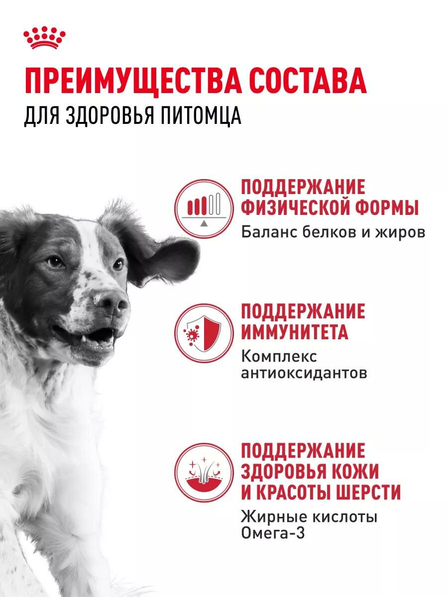 Сухой корм Royal Canin Medium Adult для взрослых собак средних пород 3 кг — фото 1