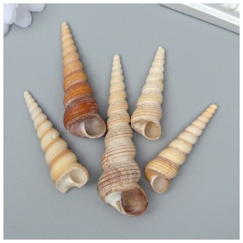 Декоративные ракушки Turritella Terebra 5 шт 146₽