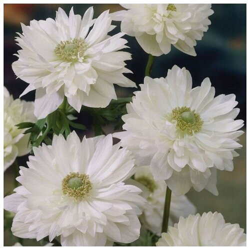 Анемона Гора Эверест 5/6 15штук луковиц/Маунт Эверест