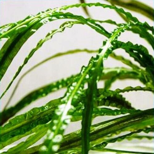 Криптокорина Ретроспиралис (Криптокорина обратноспиральная) - Cryptocoryne retrospiralis