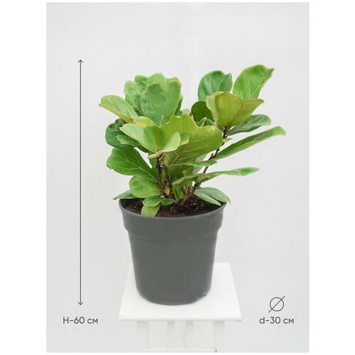 Фикус Лирата бранч, высота 60 см, диаметр 30 см, живое комнатное растение