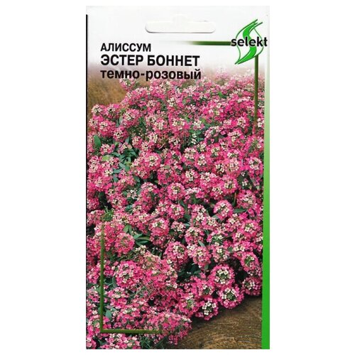 Алиссум Эстерн Боннет, тёмно-розовый, 20 семян алиссум истер боннет набор из двух видов