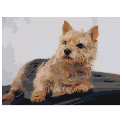 фото Картина по номерам "маленькая собачка", 30x40 см живопись по номерам