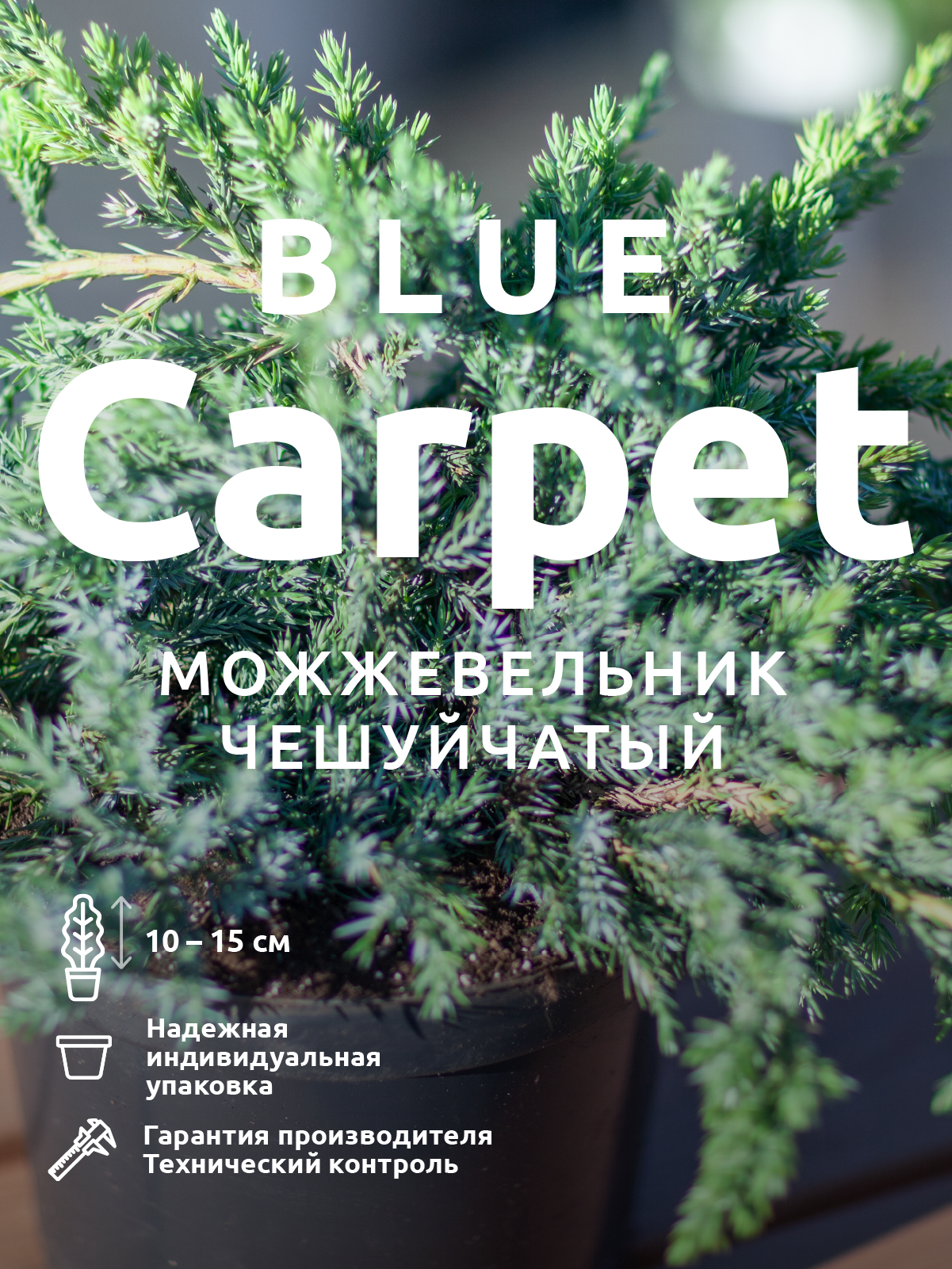Можжевельник Блю Карпет в ландшафтном дизайне — купить по низкой цене на Яндекс Маркете