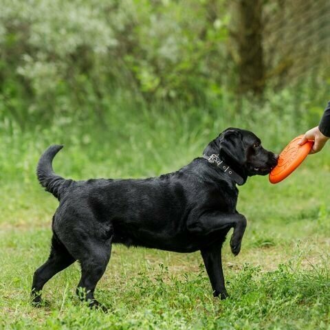 Pet Hobby Игрушка для собак Тарелка летающая диаметр 22 см средняя оранжевая, толщина 2,3 см, для собак средних пород (снаряд, пуллер), 2 шт - фотография № 5