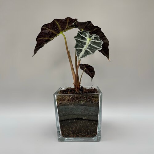 Алоказия - Комнатное растение в стеклянном кашпо