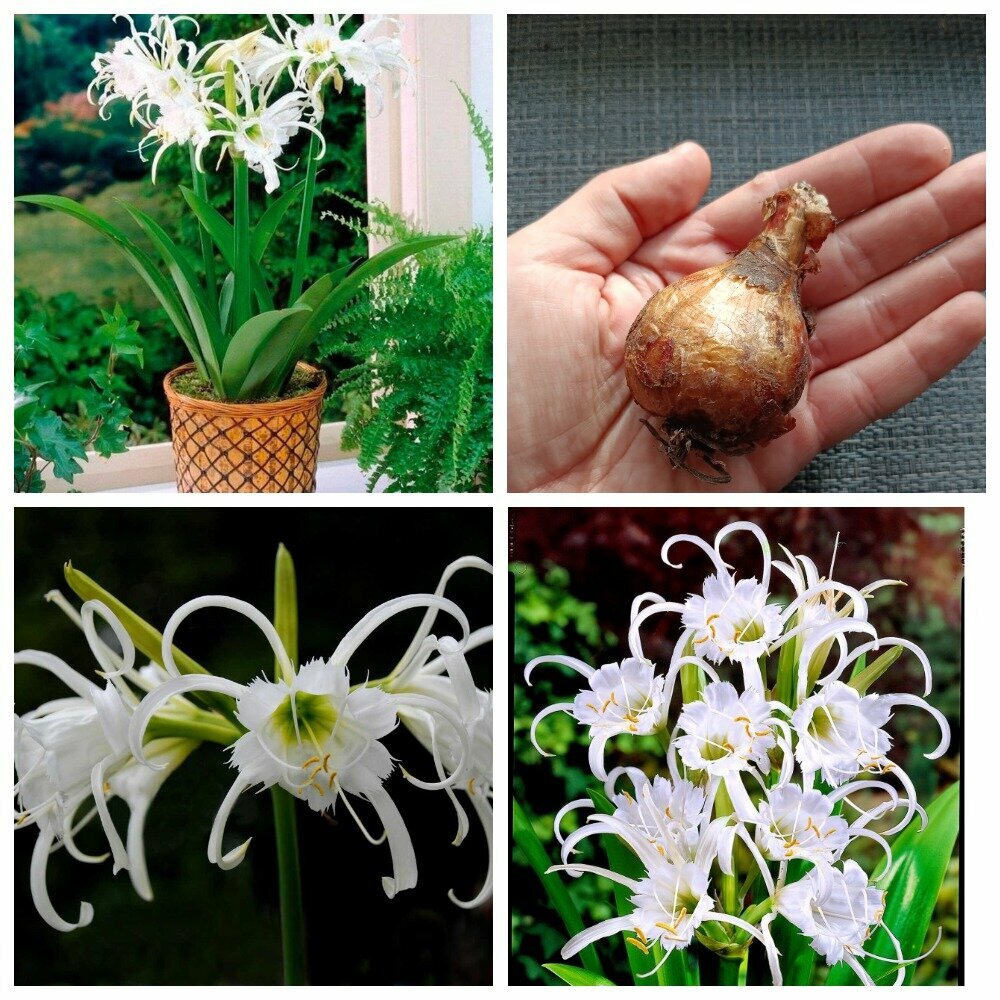 Исмена (Hymenocallis) сорт "Festalis" крупная луковицы 1 шт. - фотография № 1