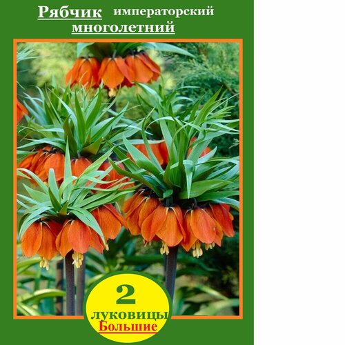 Луковицы Рябчик императорский Рубра 2 штуки