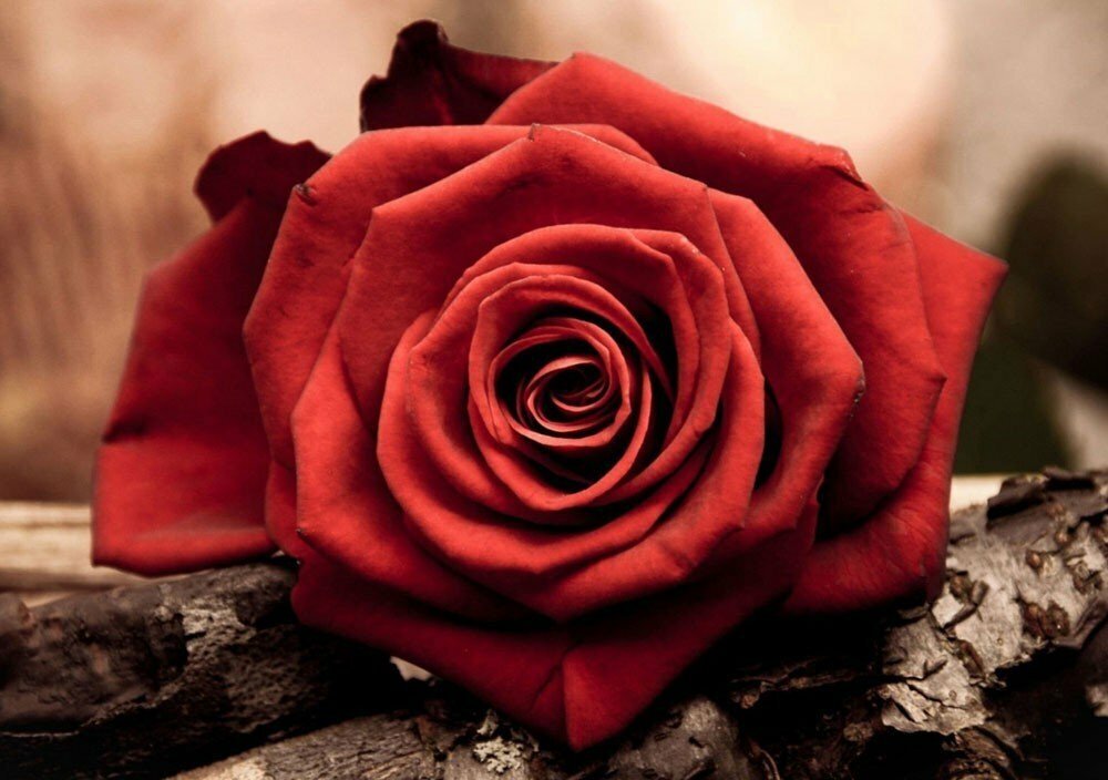 Красная роза (полная/квадр.) Ag4631