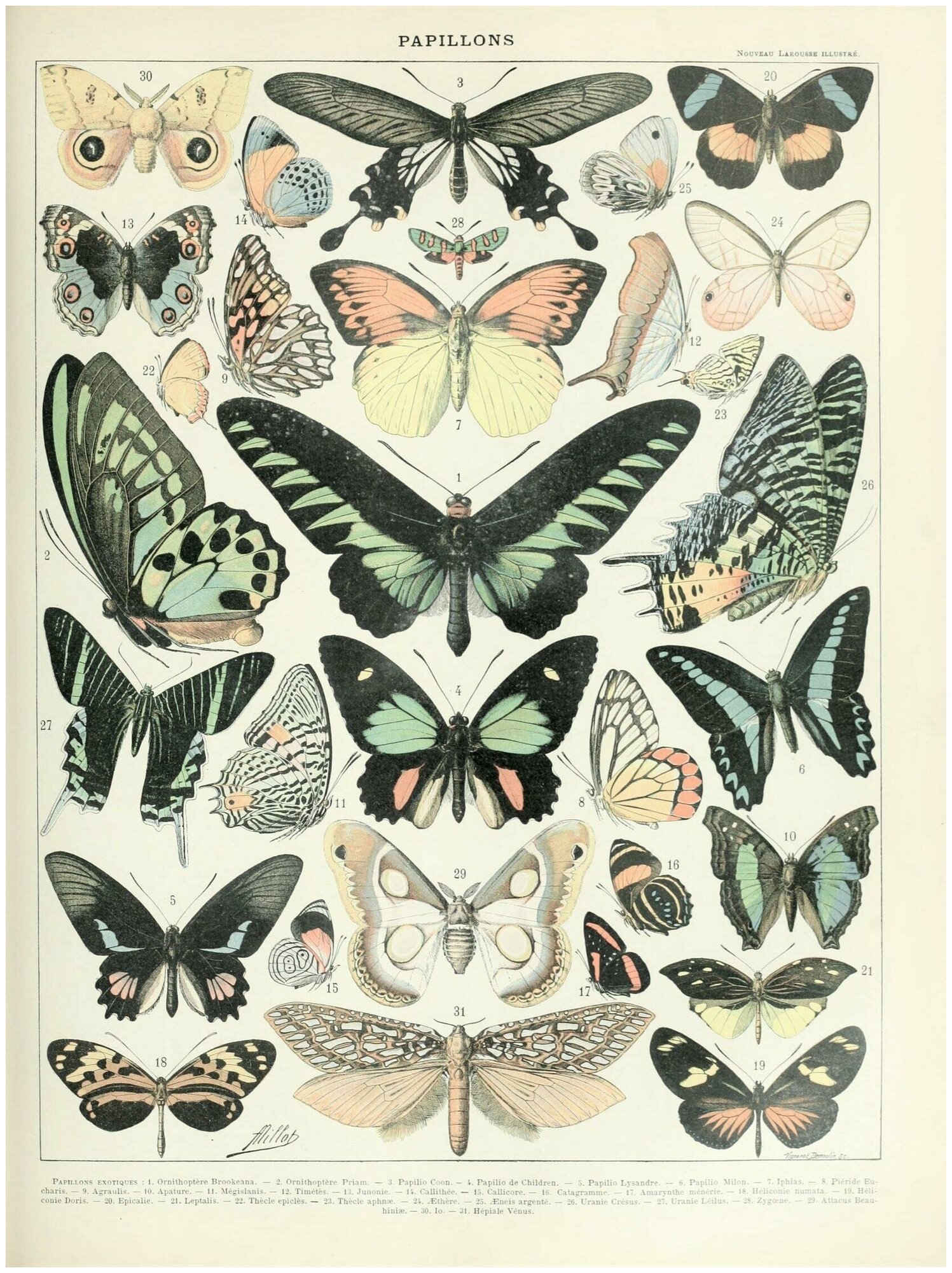 Постер / Плакат / Картина на холсте Виды бабочек
