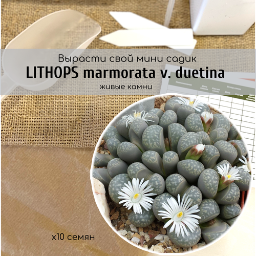 Семена литопсов Lithops marmorata v. duetina Диковинный компактный цветущий суккулент. Листья серо-зеленые с более темным мраморным рисунком