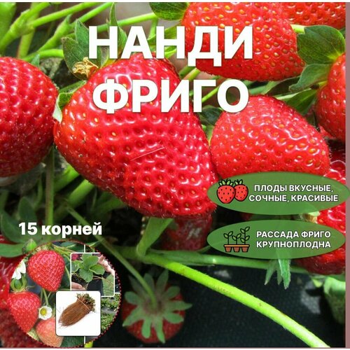 Клубника Нанди Фриго - долго хранится без посадки в грунт, хорошо транспортируется (Корни 15 штук)