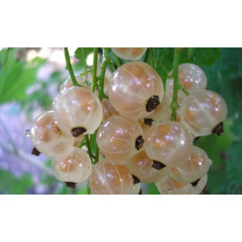 Смородина Белая Белая Фея (Ribes niveum) Саженец/30-40 см./3 года/5л/Закрытая (ЗКС)