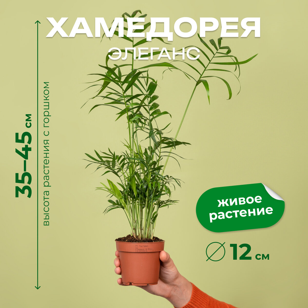 Пальма живая Хамедорея Элеганс высота 34-45 см в технологическом горшке d12 см