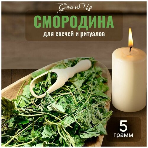 Сухая трава Смородина (лист) для свечей и ритуалов, 5 гр сухая трава липа лист для свечей и ритуалов 5 гр