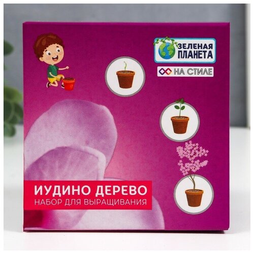 Набор для выращивания с глиняным горшочком (Иудино дерево)
