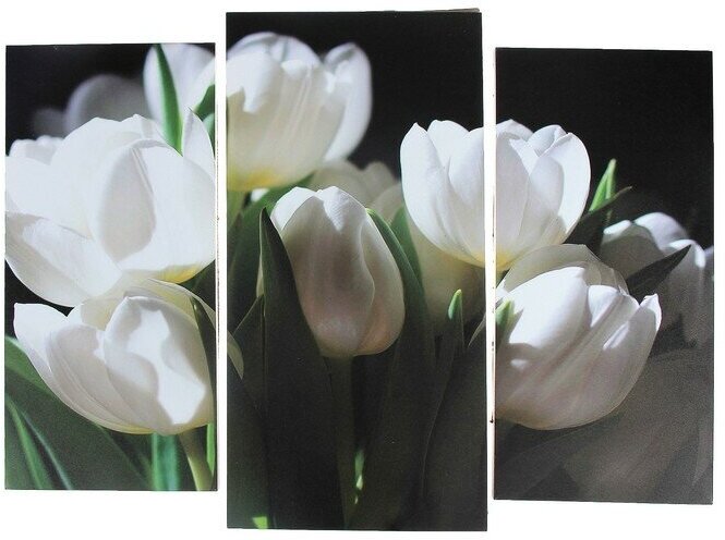 Модульная картина "Белые тюльпаны" (2-25х52; 1-30х60) 60х80 см