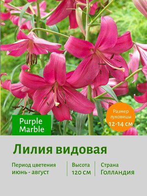 Лилия видовая Пёрпл Марбл (Purple Marble) луковицы 3 шт 12/14 сотка