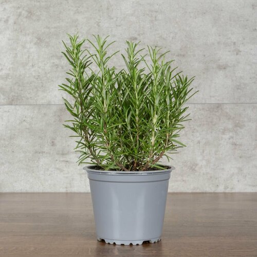 Розмарин 30/13