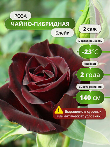 Изображение товара Роза чайно-гибридная Блейк (Rosa Blake) / 2 шт, роз, ароматные