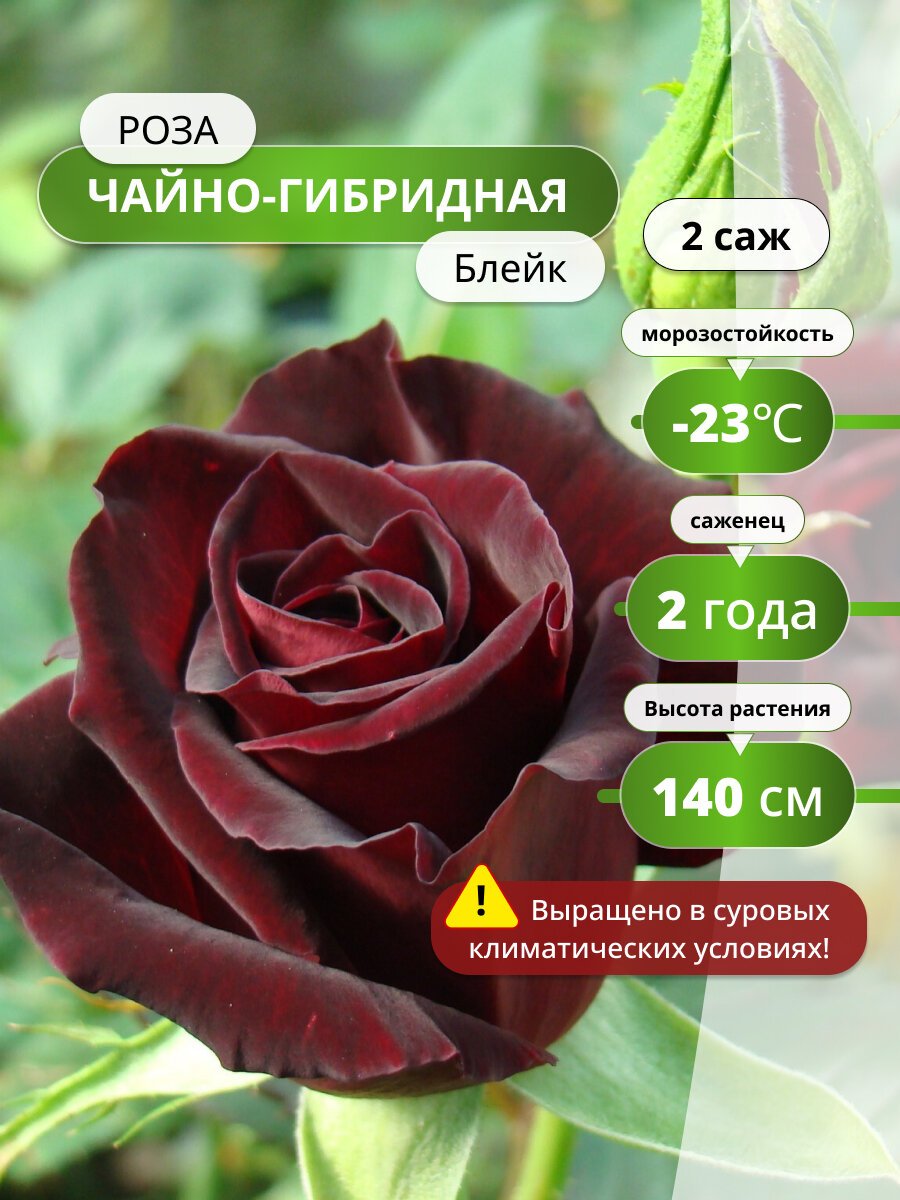 Роза чайно-гибридная Блейк (Rosa Blake) / 2 шт саженцы роз ароматные